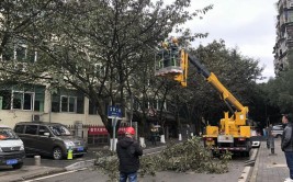 小区里的树木怎么修剪这些门道要弄清