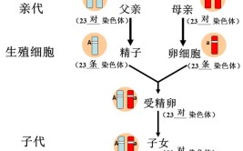 显性遗传和隐性遗传的区别是什么