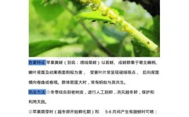 苹果采前落果怎么办？三大原因分析与防治方法(落果苹果原因防治三大)