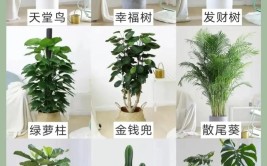 家中有孩子绿植挑选有讲究