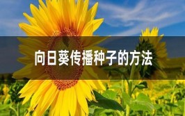 向日葵的传播方法