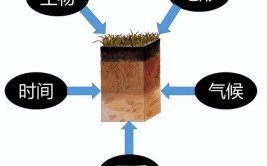 土壤形成及园林土壤应该如何培肥土壤