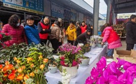 售价低于市场价富阳区首届盆景花卉展销会来啦