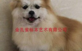 一只成年猫花费三四千元(标本一只宠物千元做成)