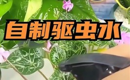 花友养花除虫诀窍在家自制3种杀菌水可预防盆栽爆发虫害