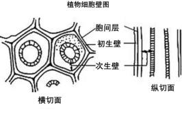 高等植物细胞壁的主要成分