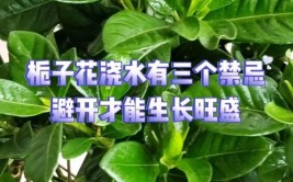 秋冬季栀子花这样养让它生长旺盛枝条健壮