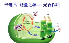 光合作用的能量主要来自