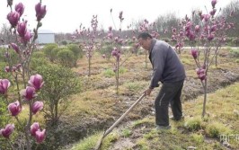 发现春之美南京六合花卉苗木走俏  美丽经济助农增收