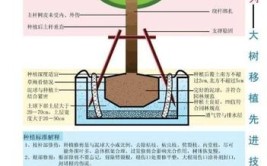 珍贵树种种植不容错过的技术与管护方法