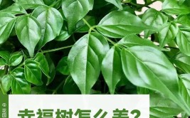 养好幸福树关键有2点叶子绿油油枝干壮实开花满枝