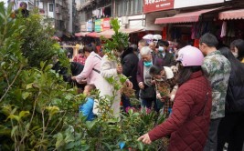 花卉苗木交易火 群众春种热情高