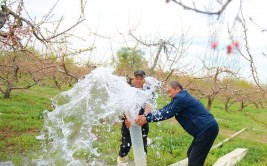 为迎平谷桃花季桃花路绿化养护进行时