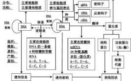 基因的表达概念是什么