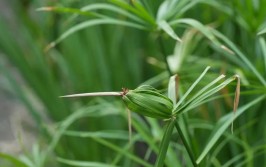 活动招募丨湿地守护者水生植物大调查