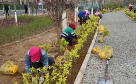 怀化市园林绿化服务中心补植增绿迎新年