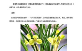 冬季南方养兰小知识注意防冻和春化兰花花叶并茂