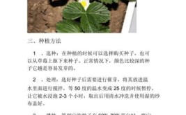 最全最新的红颜草莓全年种植技术赶快学习