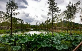 重磅台州鉴洋湖湿地公园水禽栖息地工程竣工