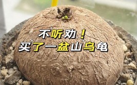 千金不换的中草药山乌龟当盆栽养家中超棒还能当做传家宝