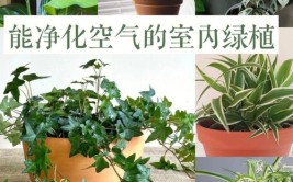 难怪室内空气那么清新原来养了这4种植物每一次呼吸都是享受