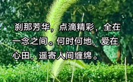 愿得昭华刹那,开得满树繁花是什么意思