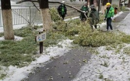 中原区园林绿化养护中心多举措应对低温雨雪冰冻天气