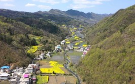 乡村行·看振兴丨陕西旬阳：“五棵树”长成“富裕林”(旬阳万元棵树香橼新华网)