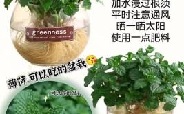 别总以为盆栽薄荷很好养掌握好这6点再说这话也不迟