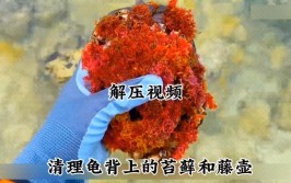 清理龟背上的苔藓和藤壶解压视频海洋生物