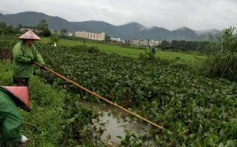 浙江永康清理浮水植物 为儿童留下干净环境