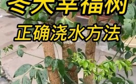 冬季新栽苗木如何浇水几大细节处理好