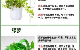 4种爆盆植物的对比测评看看有哪些优缺点怎么养护