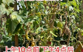 室外植物夏季如何防晒快来看看花卉师怎么说