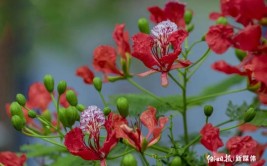 阳江市区一年四季花常开 秋日艳阳映花红