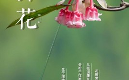 国际生物多样性日保护植物就是保护人类的福祉