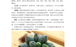 景天多肉养护技巧不了解这些必定养不好