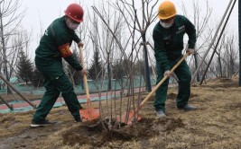 记者跟随福州园林养护工人体验城市绿化工作的辛劳与不易