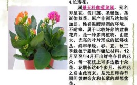 植物养护不求人3个常见问题及解决方法