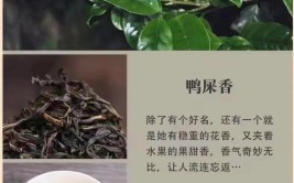 凤凰单丛茶之乌岽猴种乌叶。抖音茶知识