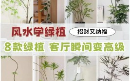 客厅想放植物哪个植物好养寓意又好这些植物的寓意都很好