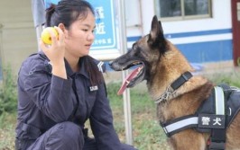 警犬技术专业怎么样_主要学什么_就业前景好吗