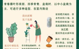 盆景藤蔓植物常春藤养护实用指南