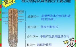 根吸收的水分大部分用于什么作用