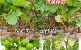 揭秘阳光玫瑰葡萄的关键栽培技术让你成为种植高手