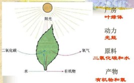 植物光合作用释放什么气体