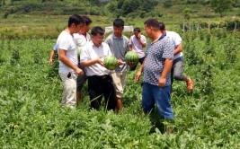 我还要再干一届”——连任三届的“第一书记”刘双燕(脱贫扶贫养鸭万元第一书记)