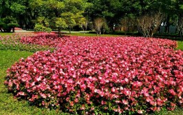 一路常绿 四季有花泉州市区常用绿化植物400多种