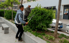 北关区平原社区做好绿植养护修剪 打造舒心绿色家园