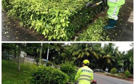 雨后如何做好园林植物的修复工作